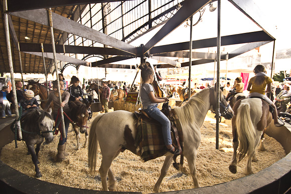 brussels market, horse ride